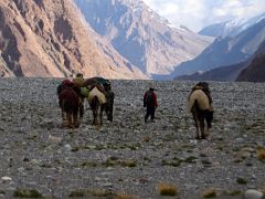 28 The Camels Lead The Way Towards Gasherbrum North Base Camp In China.jpg